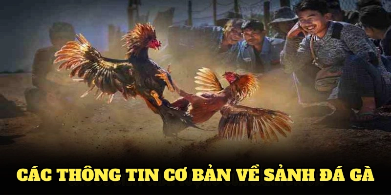 Các thông tin cơ bản về sảnh đá gà 789BET bạn nên biết